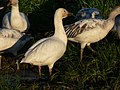 Chen caerulescens