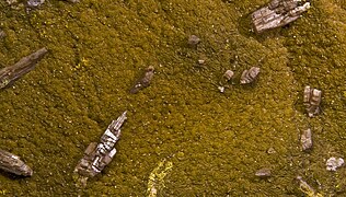 Chervetite. Mounana Mine, Franceville, Gabon - Toptype deposit