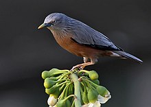 Chestnut-tailed Starling I IMG 2508.jpg