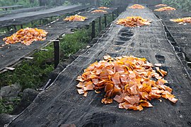 Chicharon being dried under the sun in Camaligan