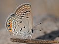 Chilades trochylus - Grass Jewel butterfly 02.jpg