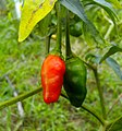 * Nomination Chili pepper plant & close-ups of it's fruits at Rajbiraj, Saptari, Nepal --Tulsi Bhagat 13:53, 29 August 2015 (UTC) * Decline Nothing sharp in this smartphone photo. --Cccefalon 15:36, 29 August 2015 (UTC)