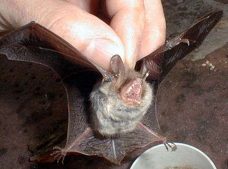 Myotis nattereri