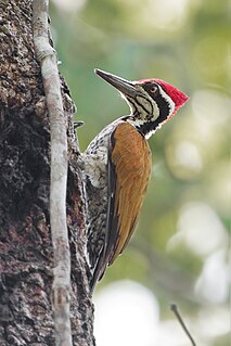 <span class="mw-page-title-main">Greater flameback</span> Species of bird