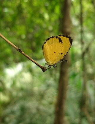 <i>Citrinophila similis</i> Species of butterfly