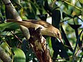 Clamorous reed warbler (Acrocephalus stentoreus).JPG