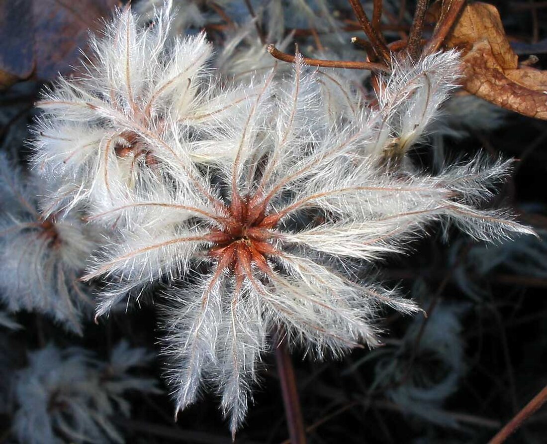 File:Clematis-vitalba-Waldrebe(Samenstand).jpg