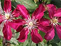 Clematis 'Niobe', Powojnik 'Niobe' 2009-07-11