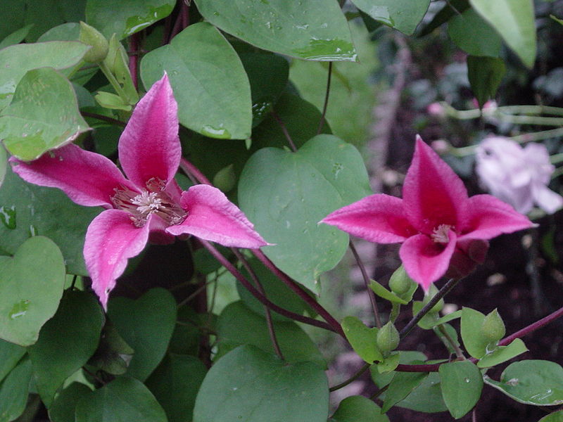 File:Clematis Princess Diana.jpg