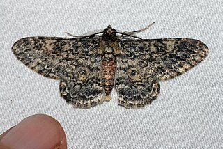 <i>Cleora inoffensa</i> Species of moth