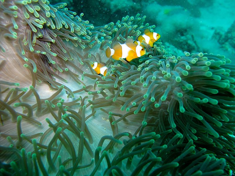 File:Clown Anemonefish 2 (5538867857).jpg