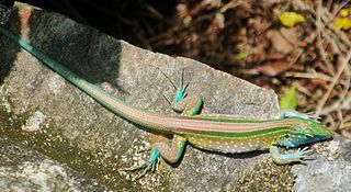 Rainbow whiptail species of reptile
