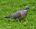 Miniatura para Columba palumbus