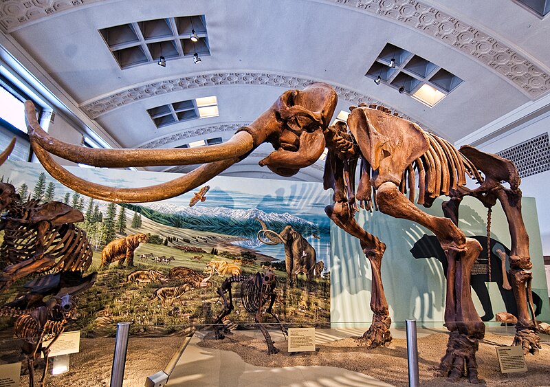 File:Columbian mammoth (Mammuthus columbi).jpg