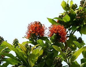 List Of Southern African Indigenous Trees And Woody Lianes