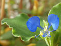 Commelina dayflower.jpg