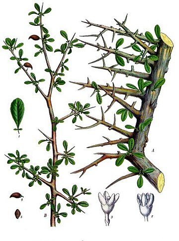 File:Commiphora myrrha - Köhler–s Medizinal-Pflanzen-019.jpg