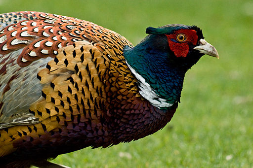 Common Pheasant Phasianus Colchicus