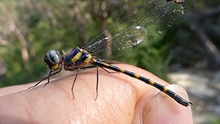 <i>Cordulephya pygmaea</i> species of insect