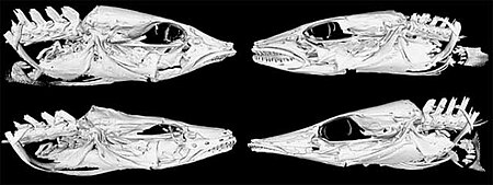 Tập_tin:Comparison_of_CT_scans_of_heads_of_Mastacembelus_species_-_177-734-1-PB.jpeg