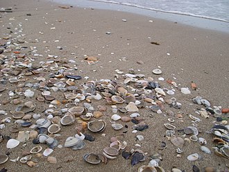 Seashells washed up on the beach in Valencia, Spain; nearly all are single valves of bivalve mollusks, mostly of Mactra corallina Conchiglie Seashells 01.jpg