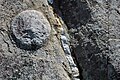 Concretion & quartz veins in sandstone (Thunderhead Sandstone, Neoproterozoic; Clingmans Dome, Great Smoky Mountains, North Carolina, USA) 1.jpg
