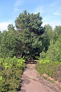 Conifer, Thurstaston Common (geograph 2990429)