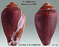 Conus californicus 2.jpg