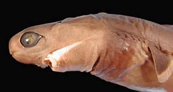 cookie cutter shark attacks on humans