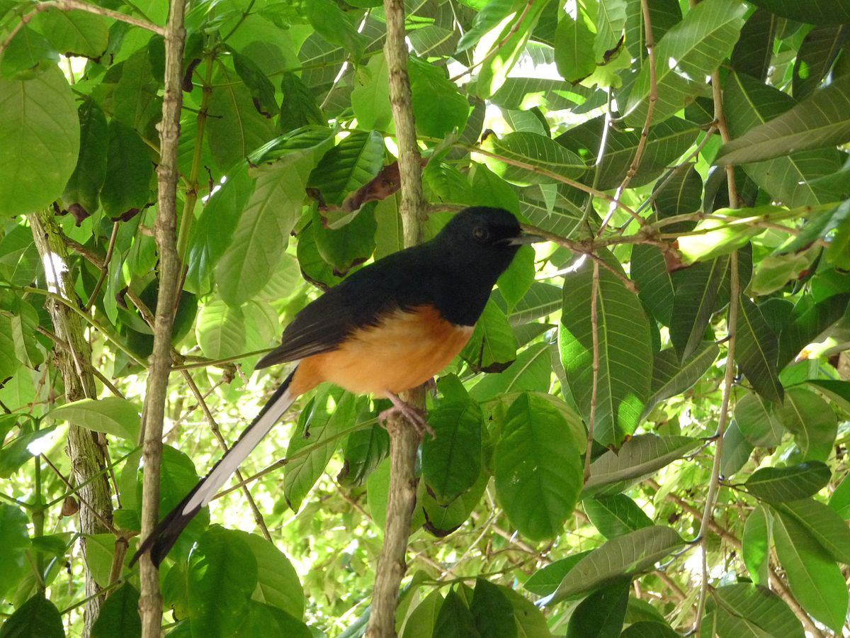 File Copsychus Malabaricus Foster Botanical Garden Honolulu