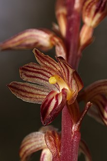 Corallorhiza striata 3761f.JPG