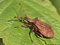 Coreus marginatus (Linnaeus, 1758)