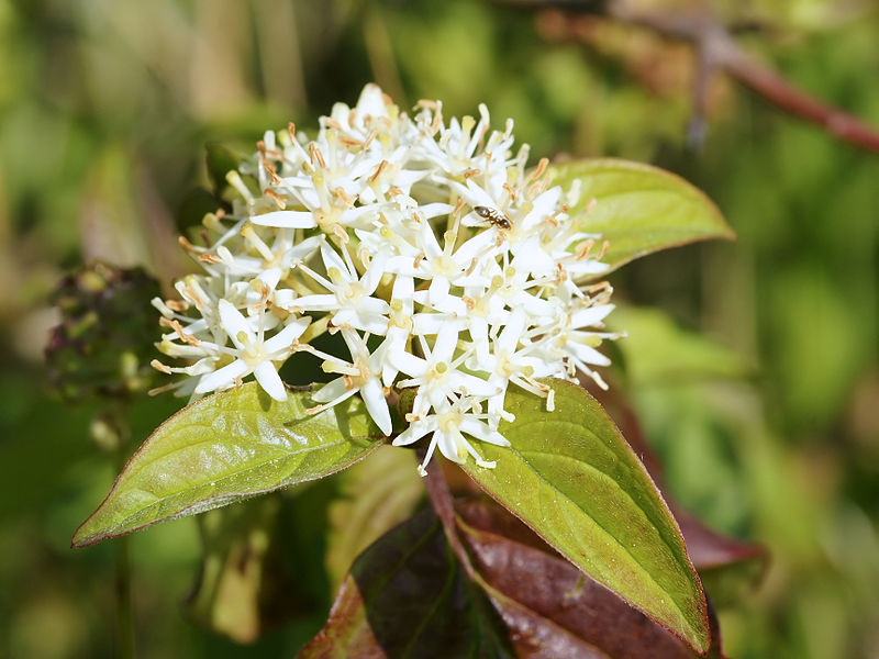 Datei:Cornus sanguinea (inflorescense).jpg