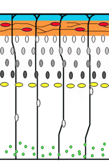 Corticogenesis: younger neurons migrate past older ones using radial glia as a scaffolding. Cajal-Retzius cells (red) release reelin (orange). Corticogenesis in a wild-type mouse.png