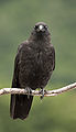Corvus caurinus (facing).jpg