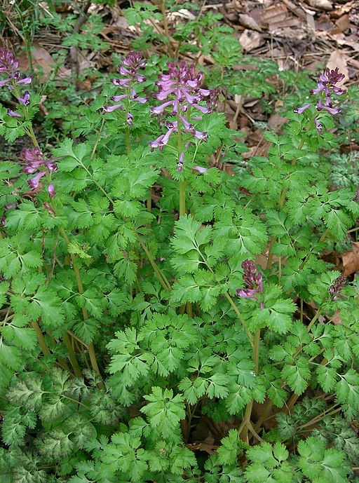 The photograph shows the alien plant in bloom, with purple flowers above lacey foliage