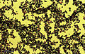 Corynebacterium pseudodiphteriae (257 29).jpg