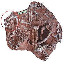 Holotype of Corythoraptor jacobsi Corythoraptor.jpg