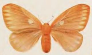 <i>Cotana rosselliana</i> Species of moth