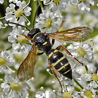 Bộ sưu tập Côn trùng - Page 51 330px-Crabronidae_-_Argogorytes_mystaceus