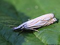 Crambus lathoniellus (Zincken, 1817)