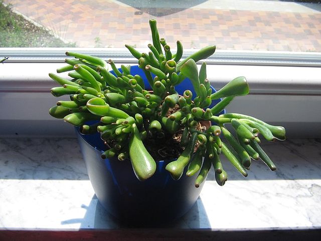 File:Crassula ovata Gollum.jpg - Wikipedia