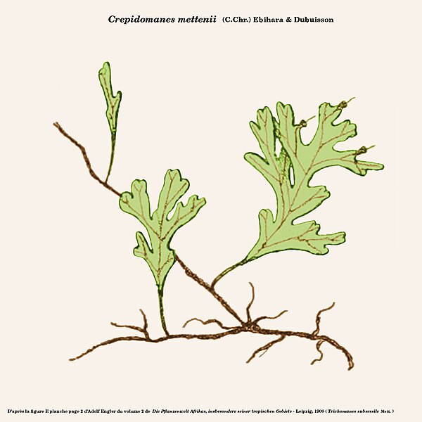 File:Crepidomanes mettenii.jpg