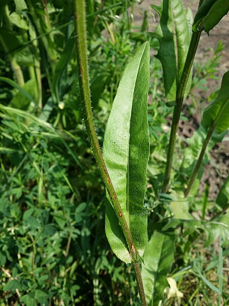 File:Crepis nicaeensis sl22.jpg