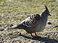 Crested pigeon, Centennial Park (01).jpg