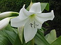 Crinum moorei - Blüte