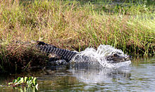 Crocodile plongeant dans un point d'eau à partir d'une berge enherbée