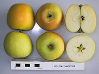 Cross section of Yellow Ingestrie, National Fruit Collection (acc. 2000-102) .jpg