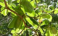 Oxibelis fulgidus on a tropical almond (Terminalia catappa?) branch, in El Crucero, Managua, Nicaragua.