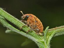 Curculionidae - Larinus obtusus-1.JPG